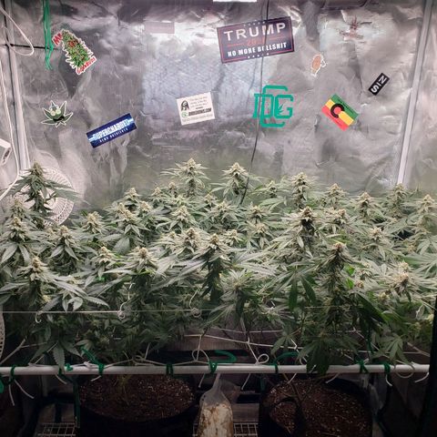 Unknown strain growlog timeline photo