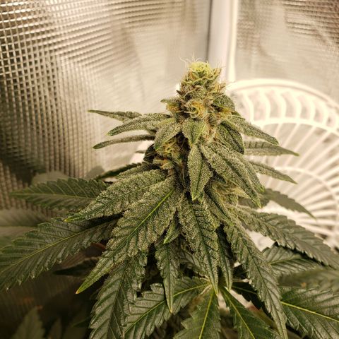 Unknown strain growlog timeline photo