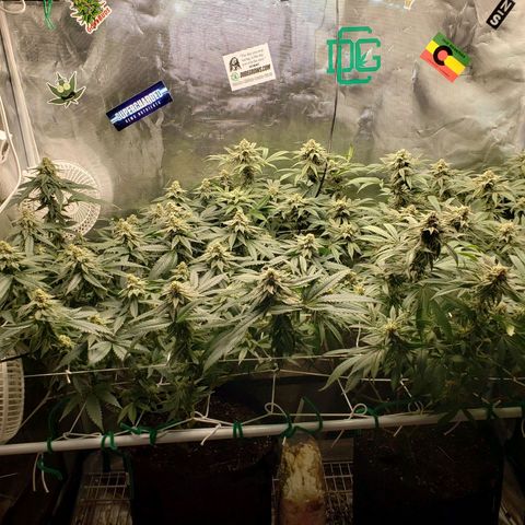 Unknown strain growlog timeline photo