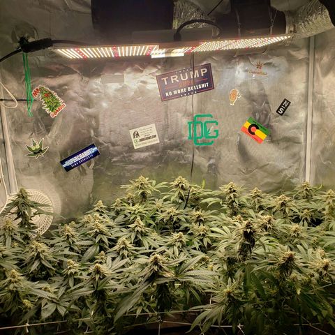 Unknown strain growlog timeline photo