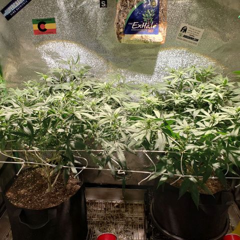 Unknown strain growlog timeline photo