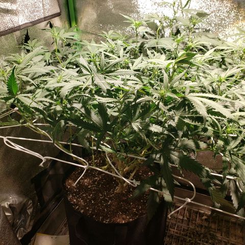 Unknown strain growlog timeline photo