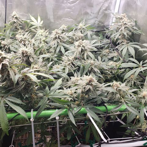 Unknown strain growlog timeline photo