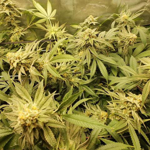 Unknown strain growlog timeline photo