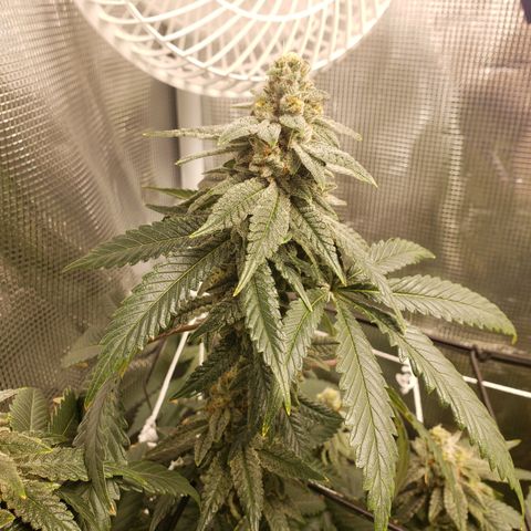 Unknown strain growlog timeline photo