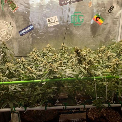 Unknown strain growlog timeline photo