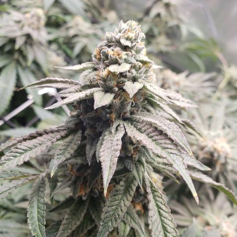 Unknown strain growlog timeline photo