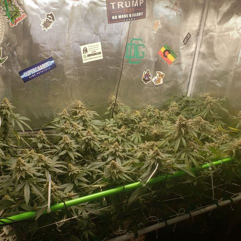 Unknown strain growlog timeline photo