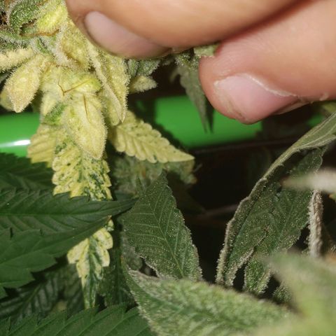 Unknown strain growlog timeline photo