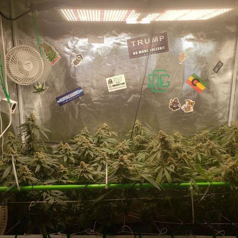 Unknown strain growlog timeline photo