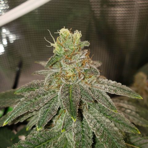 Unknown strain growlog timeline photo