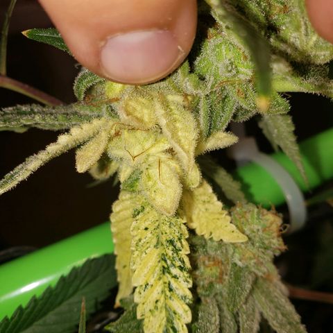 Unknown strain growlog timeline photo