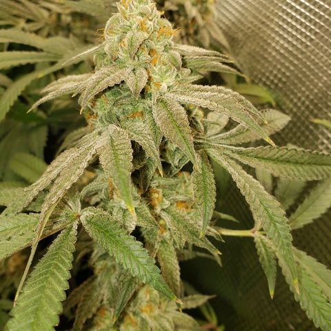 Unknown strain growlog timeline photo