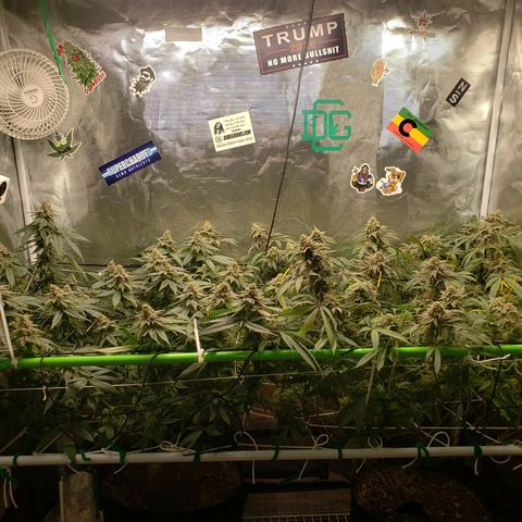 Unknown strain growlog timeline photo