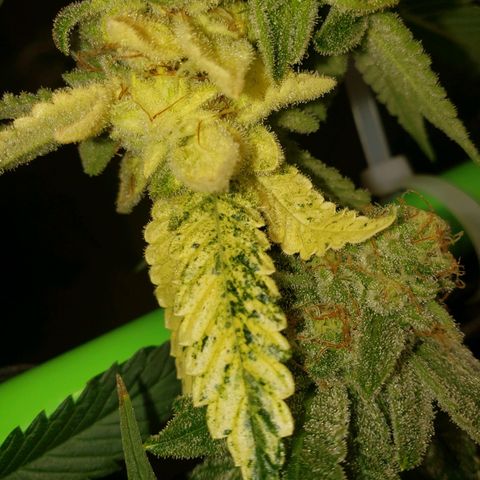 Unknown strain growlog timeline photo