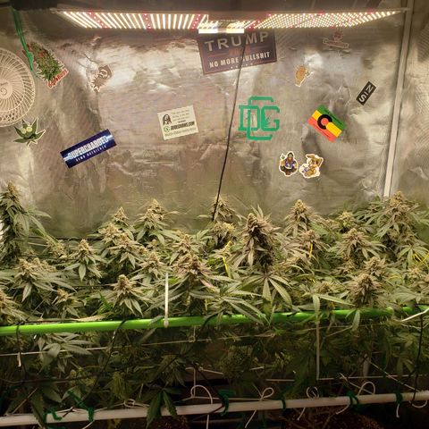 Unknown strain growlog timeline photo