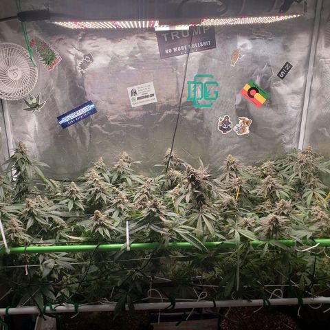 Unknown strain growlog timeline photo