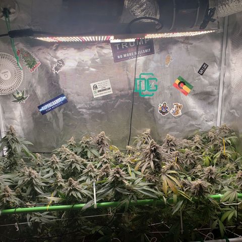 Unknown strain growlog timeline photo