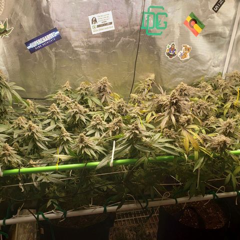 Unknown strain growlog timeline photo