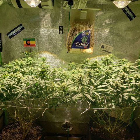 Unknown strain growlog timeline photo