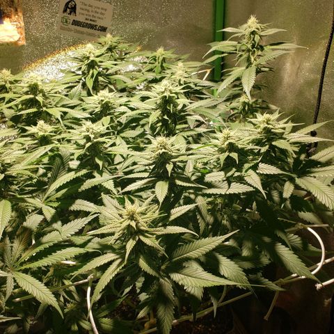 Unknown strain growlog timeline photo
