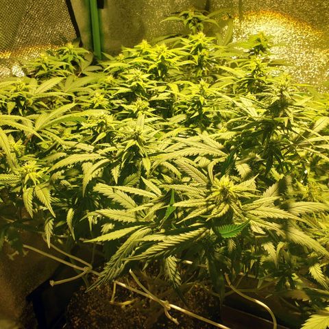 Unknown strain growlog timeline photo