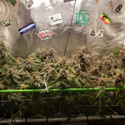 Unknown strain growlog timeline photo