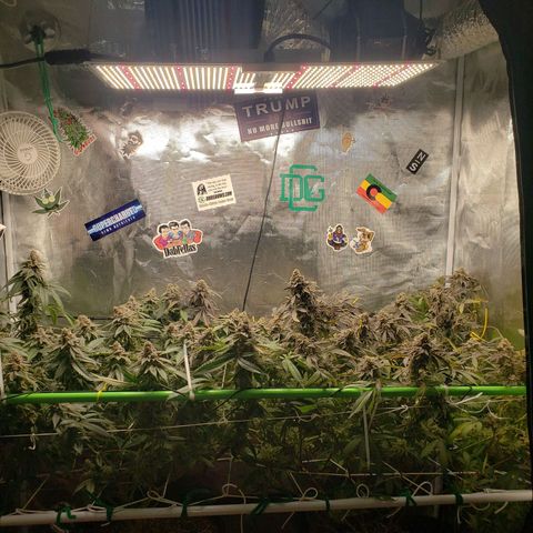 Unknown strain growlog timeline photo
