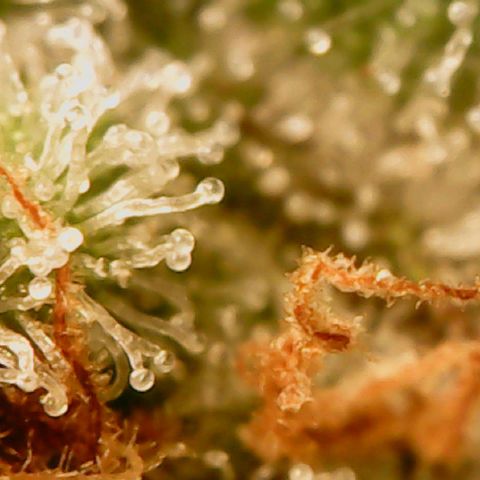 Unknown strain growlog timeline photo
