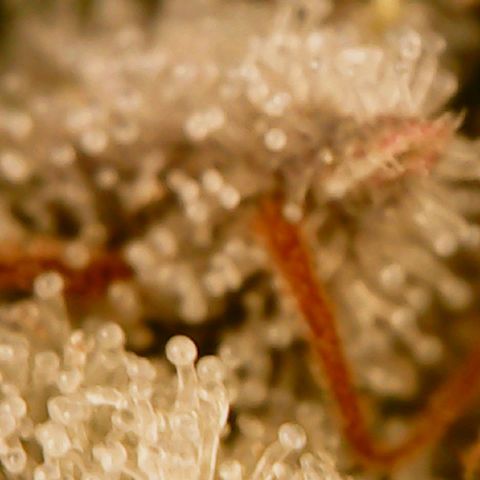 Unknown strain growlog timeline photo