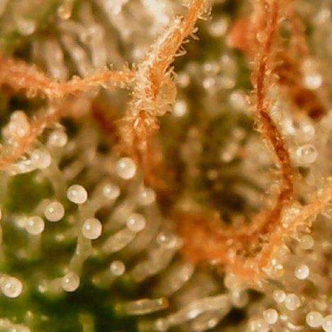 Unknown strain growlog timeline photo