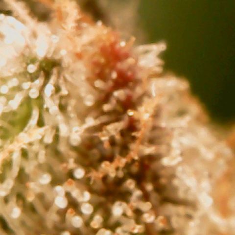 Unknown strain growlog timeline photo