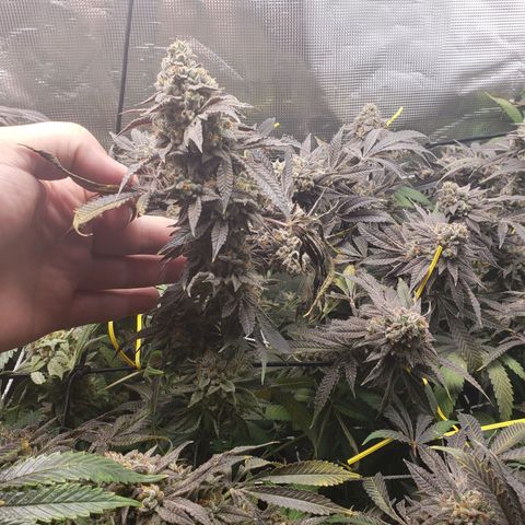 Unknown strain growlog timeline photo