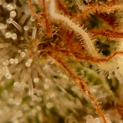 Unknown strain growlog timeline photo