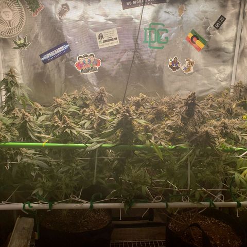Unknown strain growlog timeline photo