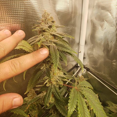 Unknown strain growlog timeline photo