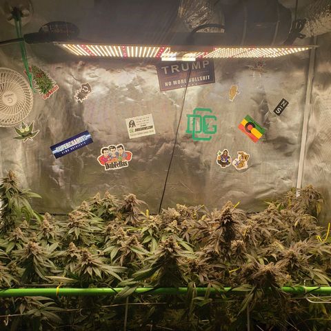 Unknown strain growlog timeline photo