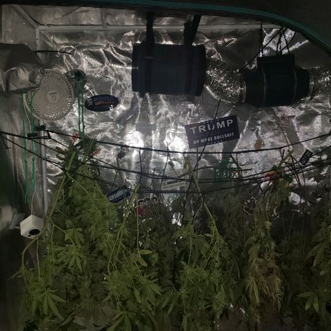 Unknown strain growlog timeline photo