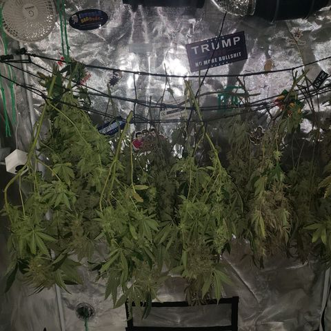 Unknown strain growlog timeline photo