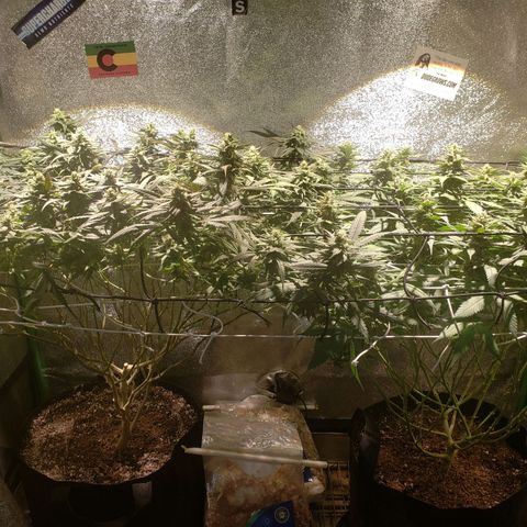 Unknown strain growlog timeline photo