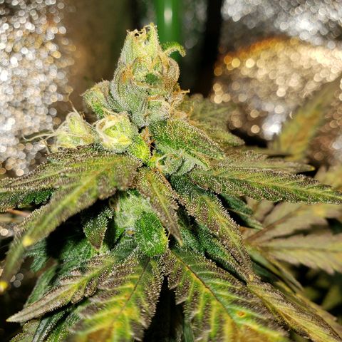 Unknown strain growlog timeline photo