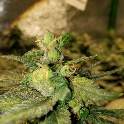 Unknown strain growlog timeline photo