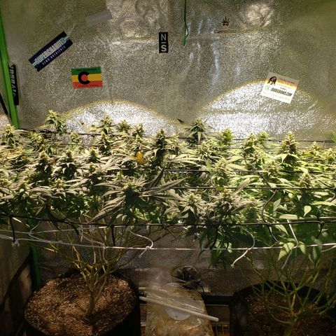 Unknown strain growlog photo: Calciummm