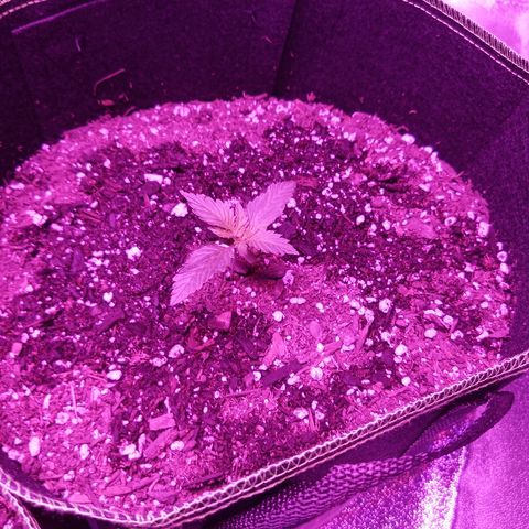 FP growlog photo: One week, two days from ground. Example of mentioned explosive growth  Compare to pic from 2 days ago.