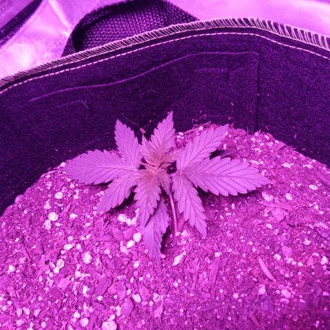 FP growlog photo: 2nd week photo of FP to show leaf growth