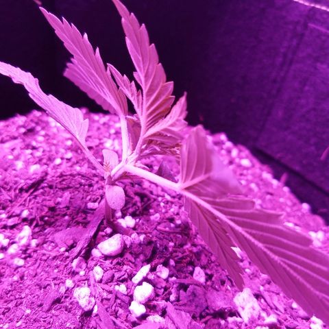FP growlog photo: Photos to show mentioned stem concerns
