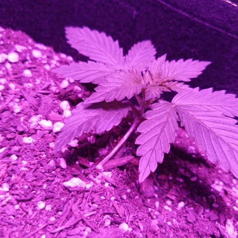 FP growlog photo: Photos to show mentioned stem concerns