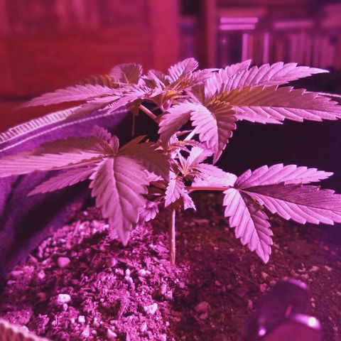 FP growlog photo: FP, 3 weeks from ground