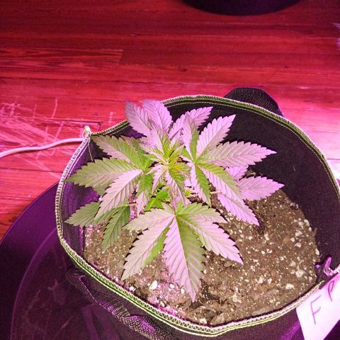 FP growlog photo: FP, 3 weeks from ground