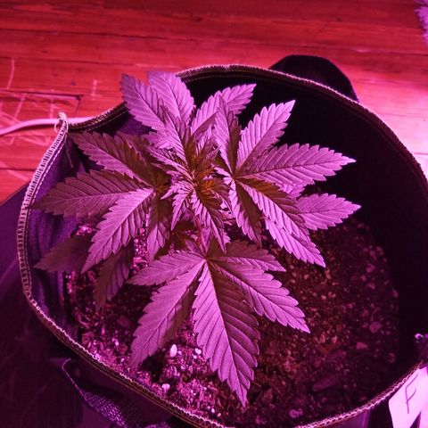 FP growlog photo: FP, 3 weeks from ground
